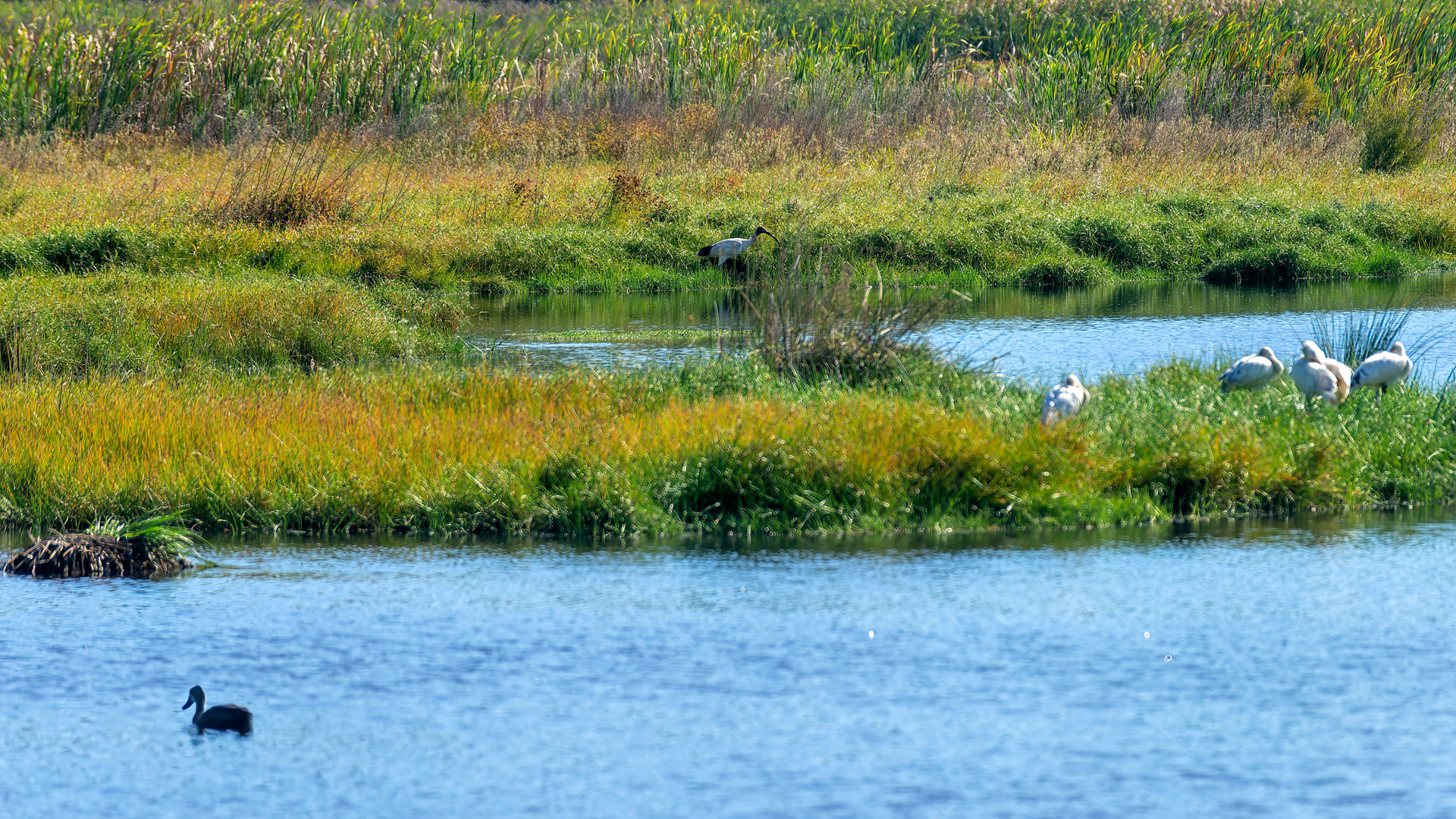 Yanchep National Park